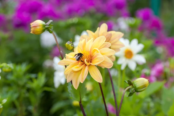 Bumblebee on the beautiful yellow decorative flower close up — Stock Photo, Image