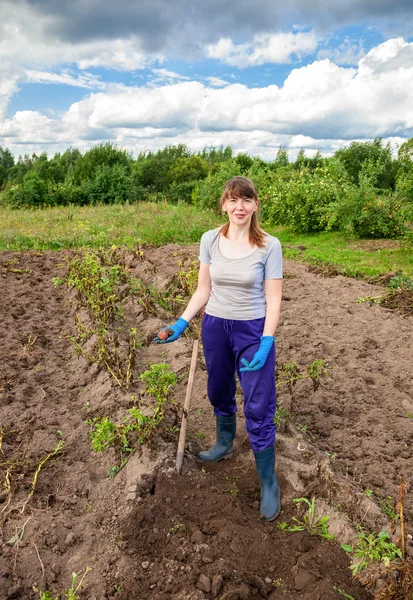 Ung kvinna skörd potatis på fältet under solig dag — Stockfoto