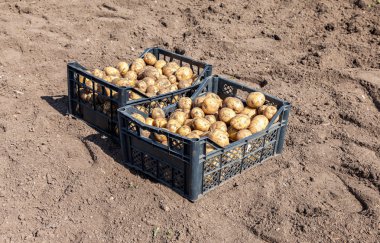 Yerde yatan bir yeni hasat ile patates plastik kutular
