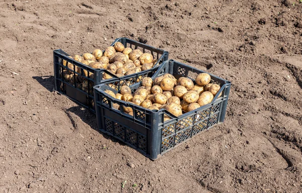 Cajas de plástico con patatas una nueva cosecha tirada en el suelo — Foto de Stock