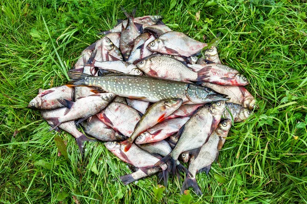 Fischertrophäe. Süßwasserfische auf dem grünen Gras — Stockfoto