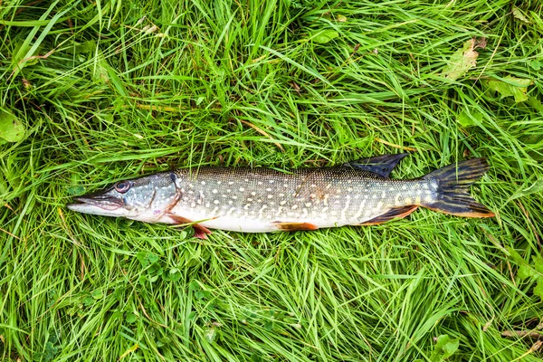 Troféu do pescador. Pique de peixe de água doce deitado na grama verde — Fotografia de Stock