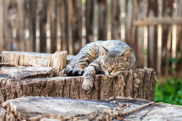 夏の日の古い切り株上で眠っている猫 — ストック写真