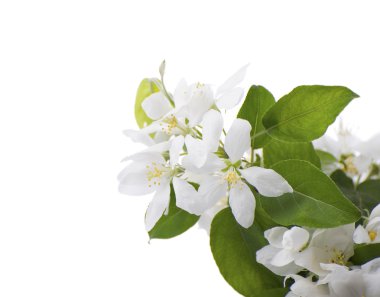 elma Şubesi çiçeklenme