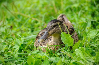 Yeşil bir arka plan üzerinde ördek closeup çimen