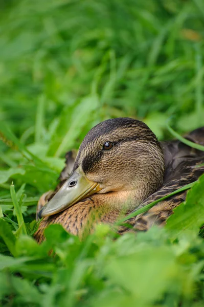 Canard couché dans l'herbe — Photo