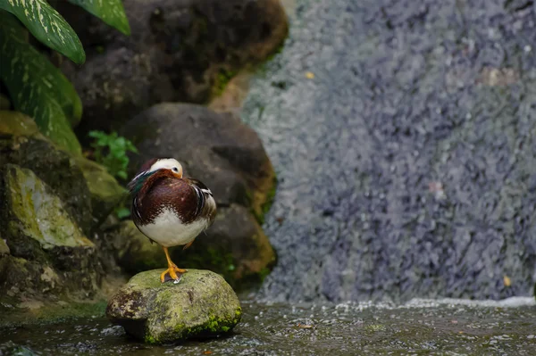 Bir kayaya bir durağındayım ortasında dinlenme mandarin ördeği kuş — Stok fotoğraf