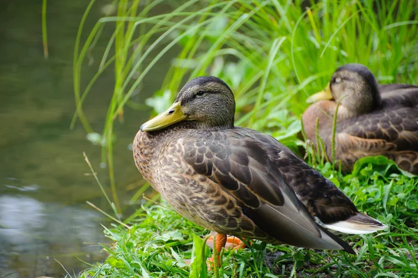 Duck resting by the lake on a background of green grass. — Stock Photo, Image