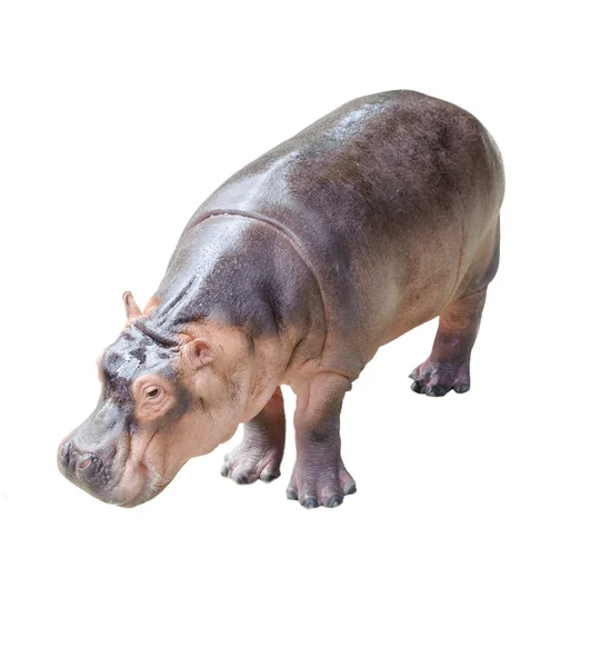 Hipopótamo isolado sobre fundo branco — Fotografia de Stock