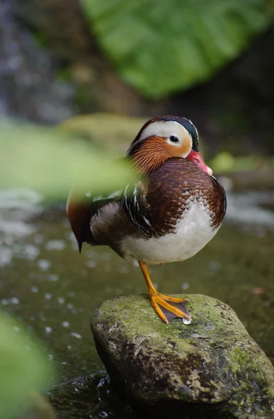 Mandarin duck bird resting on a rock in the wild