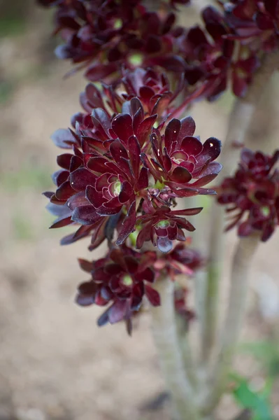 Aeonium plant (lat. Aeonium — Stock Photo, Image