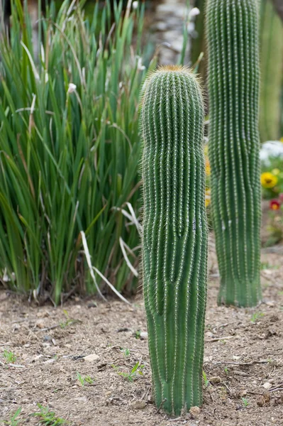 Cactus Mammillari — Stock Photo, Image