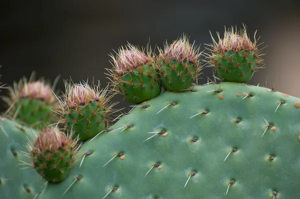 Cactus Opunti — Stock Photo, Image