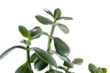 Yeşim bitkisi ovata izole beyaz bir arka plan üzerinde