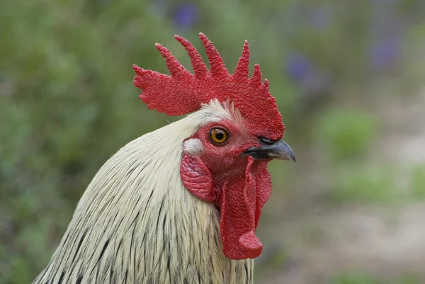 Porträt eines Hahns aus nächster Nähe — Stockfoto