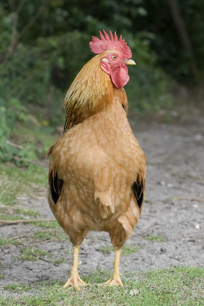 Roter Hahn aus nächster Nähe — Stockfoto