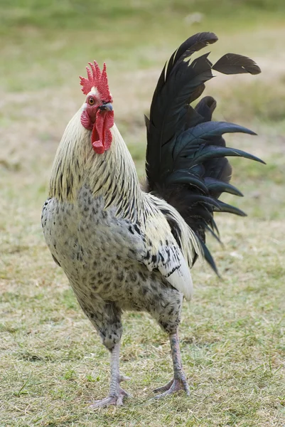 Motley polla con una cola negra de cerca — Foto de Stock