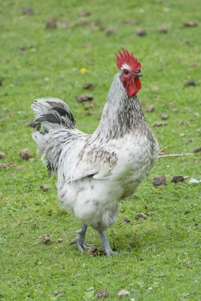 Gallo bianco sull'erba verde. — Foto Stock