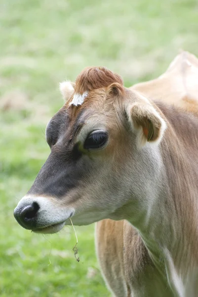 The Jersey cow — Stock Photo, Image