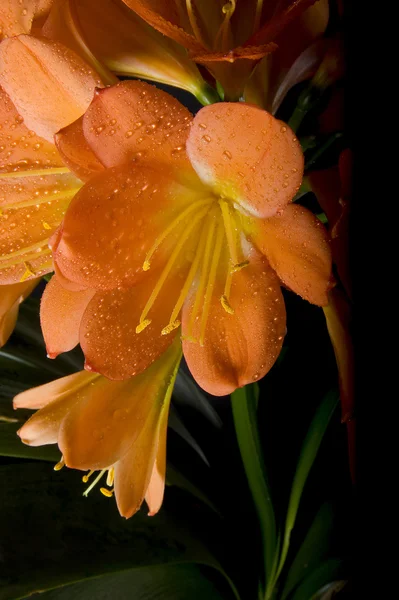 Квітка Clivia Ліцензійні Стокові Фото