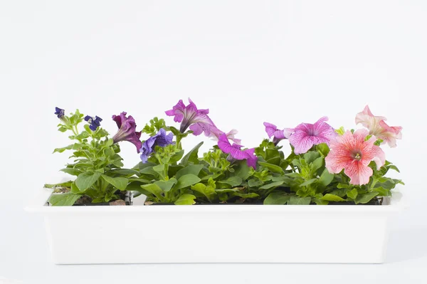 Petunia seedlings — Stock Photo, Image