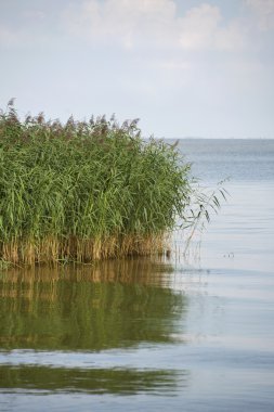 Deniz kıyısında Reeds