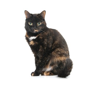 Güzel zarif kedi beyaz bir arka plan üzerinde oturur