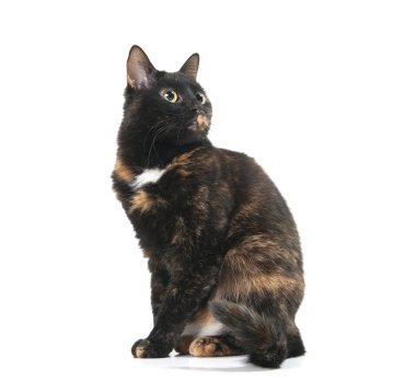 Güzel zarif kedi seyir