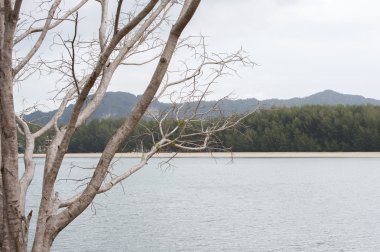 Andaman Denizi'nin kıyısında kuru ağaç