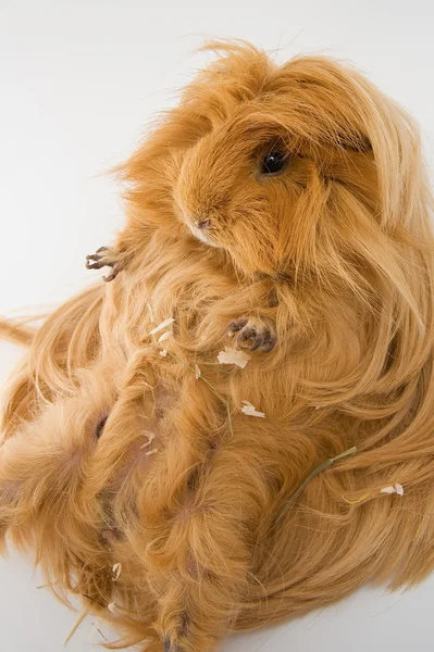 Guiné raça suína Sheltie — Fotografia de Stock