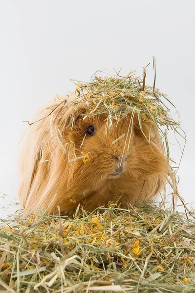 Guinea pig breed Sheltie in the hay — Stock Photo, Image