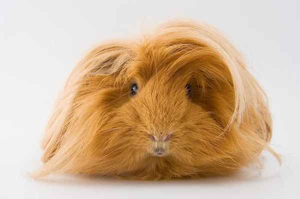 Meerschweinchen züchten Sheltie Stockfoto