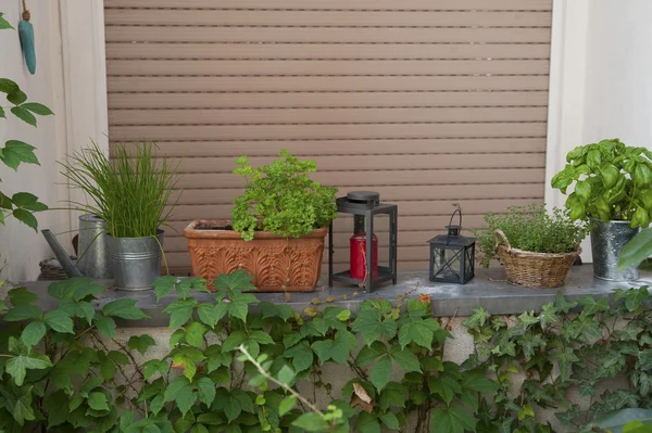 Herbes dans des pots sur la fenêtre Photo De Stock