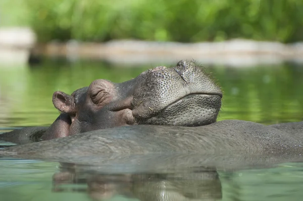 Descansando hipopótamo no zoológico (Berlim ). — Fotografia de Stock