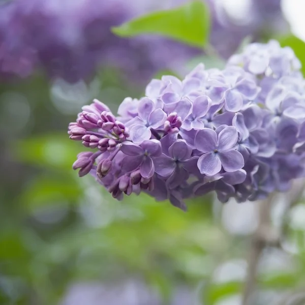 The flowers are a violet lilac on a background of green foliage. — Stock Photo, Image