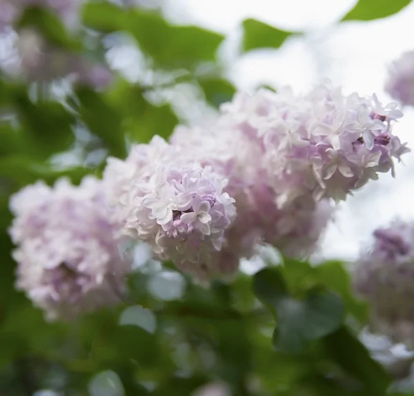 The flowers are pale pink lilac on a background of green foliage — Stock Photo, Image