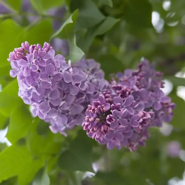 Lilac flowers on a background of green foliage — Stock Photo, Image