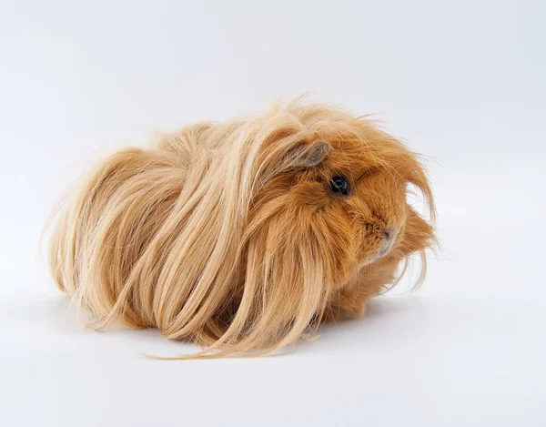 Portret van gember cavia — Stockfoto