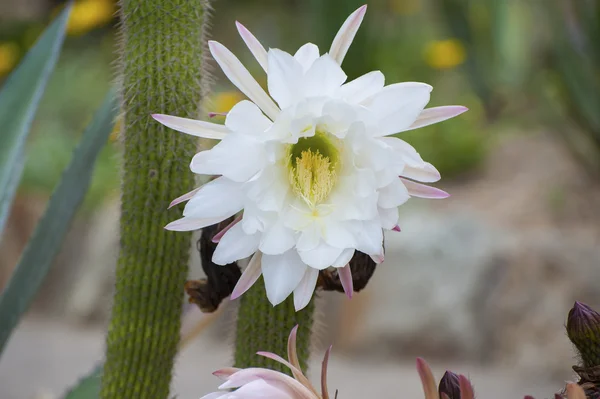 Wild cactus family Mammillaria closeup — Stock Photo, Image