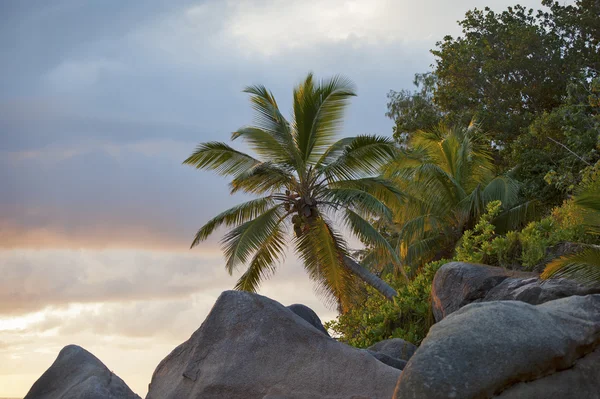 Palmbomen en rotsen tijdens zonsondergang in de Seychellen — Stockfoto