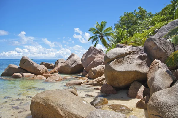 Rocas y palmeras en la costa de las Seychelles —  Fotos de Stock