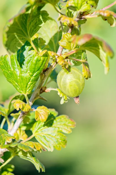 녹색 열매가 달린 구즈 베리 관목 스톡 사진
