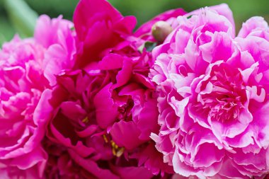 Makro çekim Şakayık Pembe çiçek