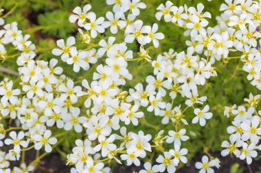 arka plan bir çiçek