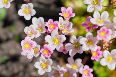 Pembe çiçeklerin arka planı