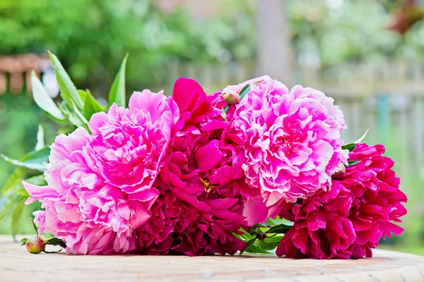 Pink peony flowers bouquet — Stock Photo, Image