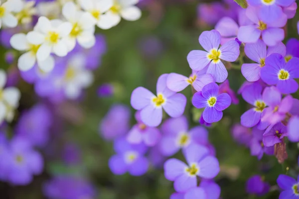 Fondo de flores púrpura y blanca —  Fotos de Stock