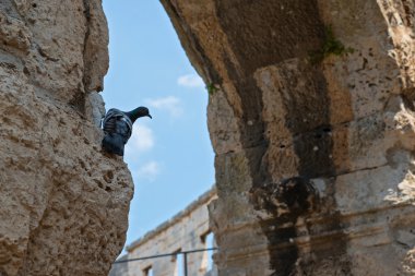 Hırvatistan'daki eski duvardaki güvercin