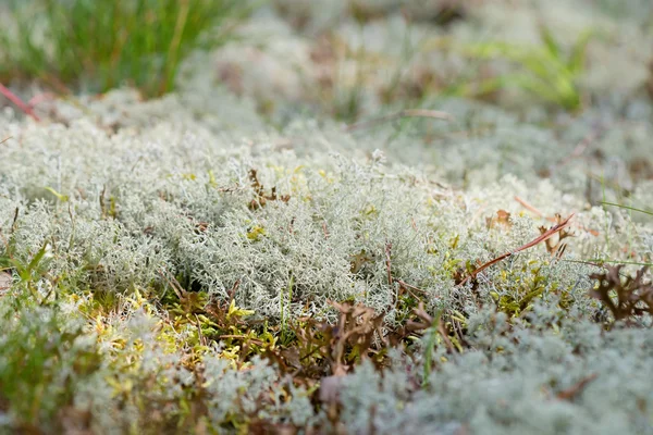 Macro shot of white reindeer moss — Stock Photo, Image