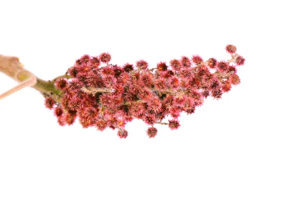 Rhus typhina enkele bloem — Stockfoto